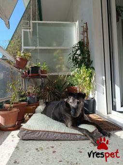 Ράτσα: Άγνωστο - Ημίαιμο | Ηλικία: 5+ | Φύλο: Αρσενικό | Αρ. Microchip: . | Περιοχή: Νέα Σμύρνη, Αττική